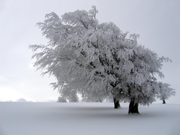 snowytrees (4).jpg (308 KB)